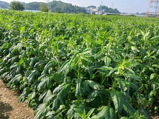 고추6833님의 참깨 · 자유게시판 작성글 사진