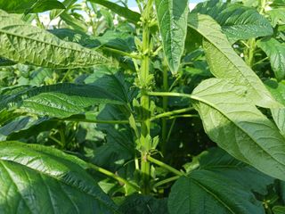 고추6833님의 참깨 · 자유게시판 작성글 사진