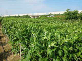 고추6833님의 참깨 · 자유게시판 작성글 사진