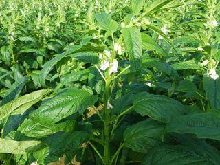 고추6833님의 참깨 · 자유게시판 작성글 사진