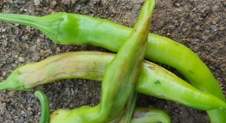 이상협님의 고추 · 병해충상담 작성글 사진