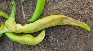 이상협님의 고추 · 병해충상담 작성글 사진