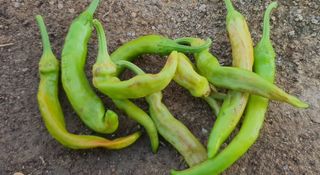 이상협님의 고추 · 병해충상담 작성글 사진