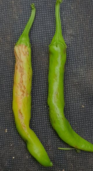 이상협님의 고추 · 병해충상담 작성글 사진