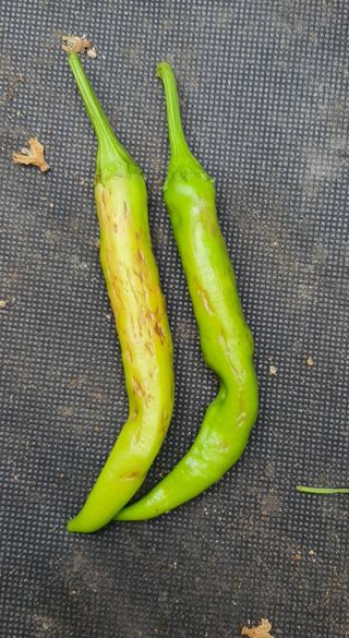 이상협님의 고추 · 병해충상담 작성글 사진