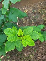 팜모닝 자유주제·자유게시판 게시글 이미지