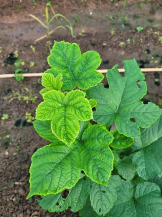 하이본(정종옥)님의 자유주제 · 자유게시판 작성글 사진