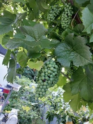 농사로일등 가려고한님의 포도 · 영농일지 작성글 사진