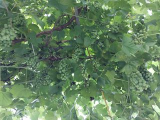 농사로일등 가려고한님의 포도 · 영농일지 작성글 사진