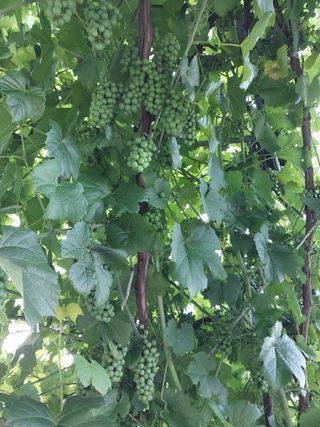 농사로일등 가려고한님의 포도 · 영농일지 작성글 사진