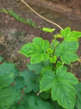 팜모닝 농사, 무엇이든 물어보세요!·참여글 게시글 이미지