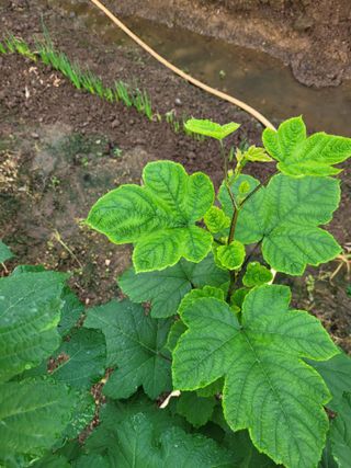 하이본(정종옥)님의 농사, 무엇이든 물어보세요! · 참여글 작성글 사진