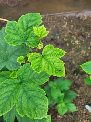 하이본(정종옥)님의 농사, 무엇이든 물어보세요! · 참여글 작성글 사진