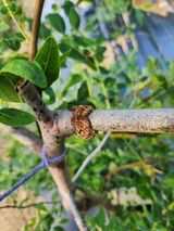 팜모닝 기타작물·병해충상담 게시글 이미지