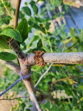김갑임님의 기타작물 · 병해충상담 작성글 사진