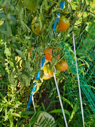 조정숙(1955)님의 토마토 · 병해충상담 작성글 사진