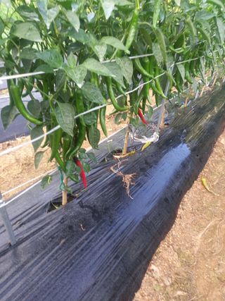 김희중님의 고추 · 영농일지 작성글 사진