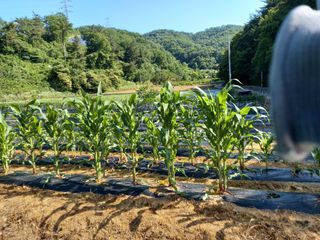 김희중님의 고추 · 영농일지 작성글 사진