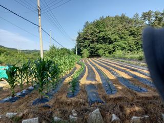 김희중님의 고추 · 영농일지 작성글 사진