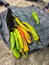 팜모닝 고추·병해충상담 게시글 이미지