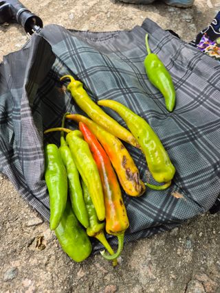 유윤주님의 고추 · 병해충상담 작성글 사진