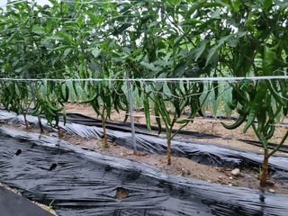 박해익님의 고추 · 영농일지 작성글 사진