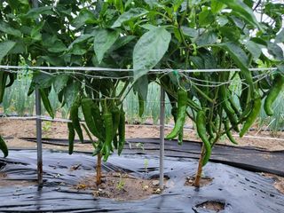 박해익님의 고추 · 영농일지 작성글 사진