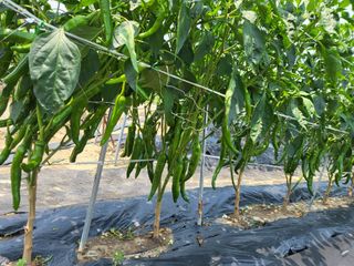 박해익님의 고추 · 영농일지 작성글 사진