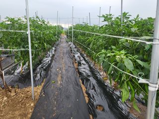 박해익님의 고추 · 영농일지 작성글 사진