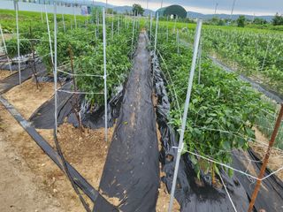 박해익님의 고추 · 영농일지 작성글 사진