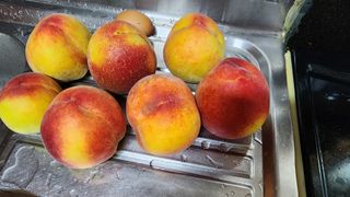 김찬경님의 복숭아 · 영농일지 작성글 사진