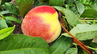 김찬경님의 복숭아 · 영농일지 작성글 사진