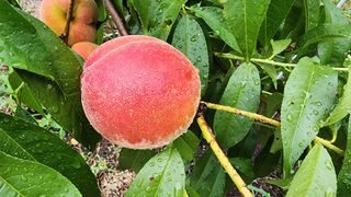 김찬경님의 복숭아 · 영농일지 작성글 사진