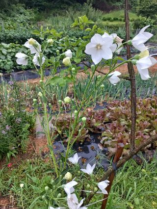 김찬경님의 복숭아 · 영농일지 작성글 사진