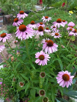 김찬경님의 복숭아 · 영농일지 작성글 사진