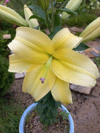 김찬경님의 복숭아 · 영농일지 작성글 사진