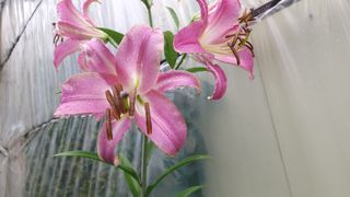 김찬경님의 복숭아 · 영농일지 작성글 사진