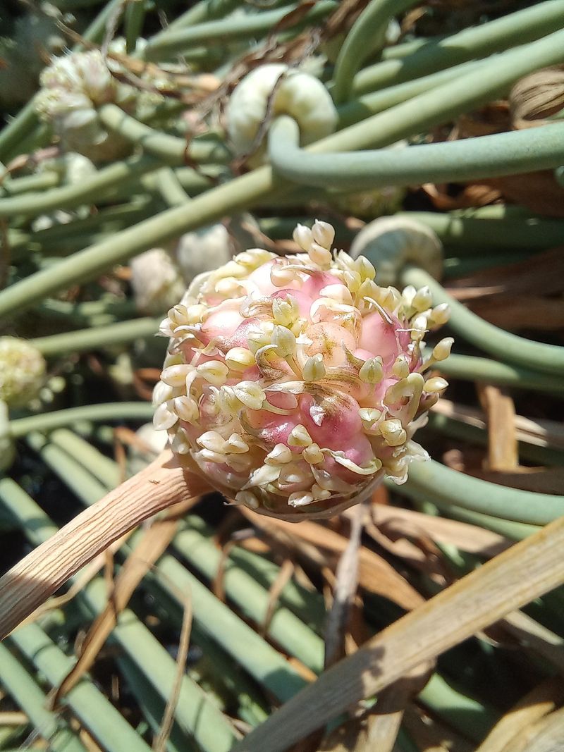 박린님의 장터 판매 상품 [홍산마늘주아 200g] 첨부 사진