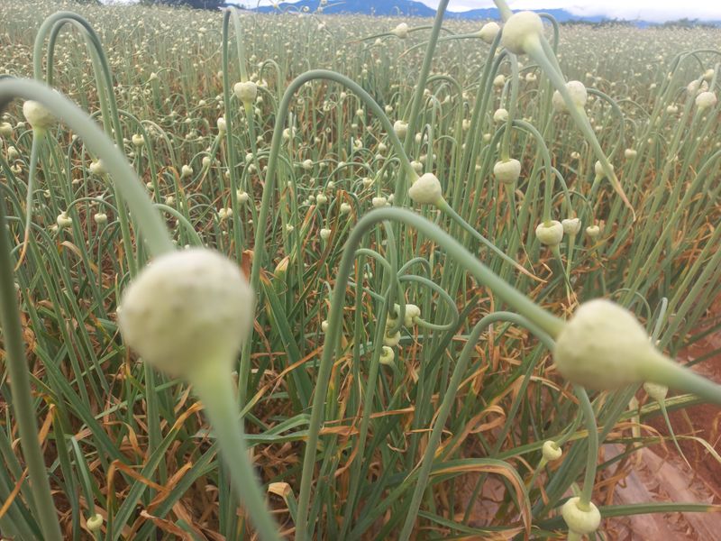 박린님의 장터 판매 상품 [홍산마늘주아 200g] 첨부 사진