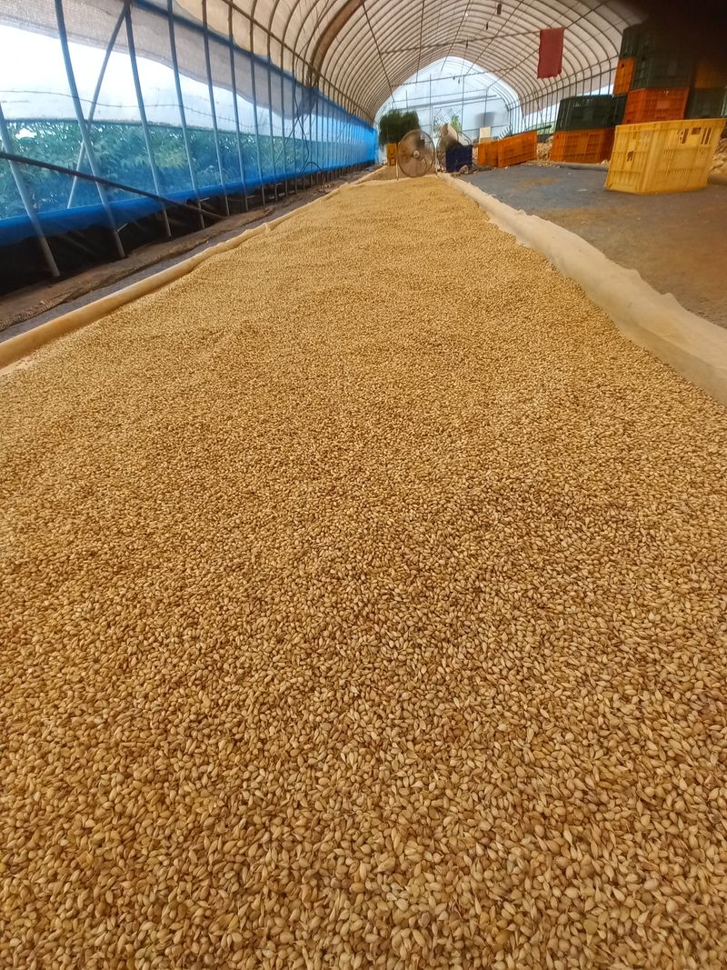 박린님의 장터 판매 상품 [홍산마늘주아 200g] 첨부 사진