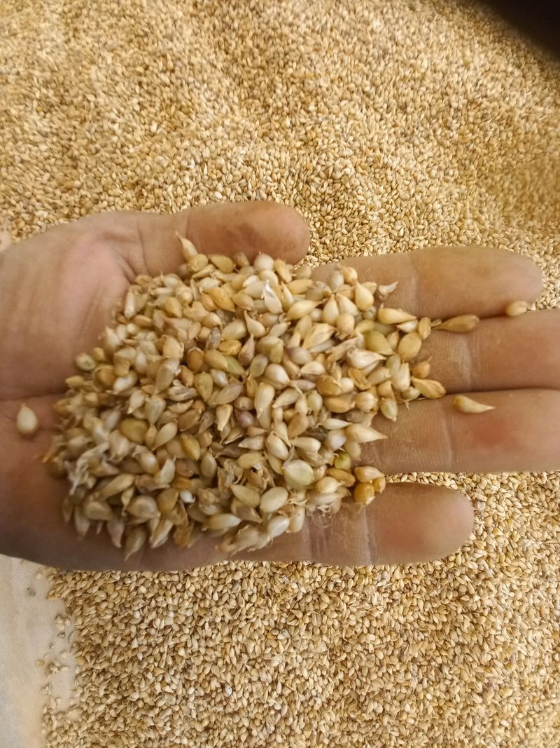 박린님의 장터 판매 상품 [홍산마늘주아 200g] 첨부 사진