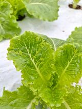 팜모닝 상추·병해충상담 게시글 이미지