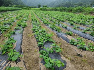 권영술님의 감자 · 영농일지 작성글 사진