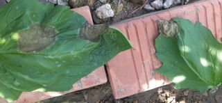 손인순님의 참깨 · 병해충상담 작성글 사진