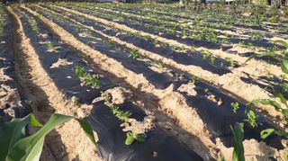 M세대로님의 고추 · 영농일지 작성글 사진