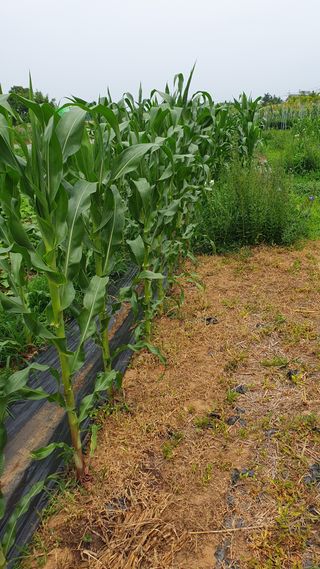 최천진님의 옥수수 · 영농일지 작성글 사진