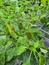 팜모닝 고추·병해충상담 게시글 이미지