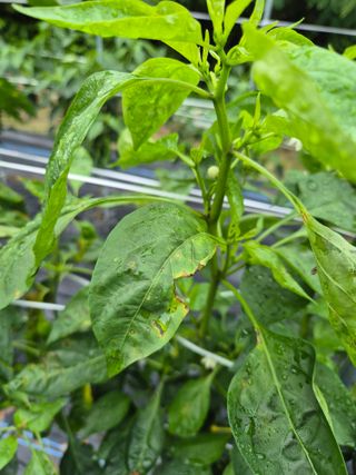 도리님의 고추 · 병해충상담 작성글 사진