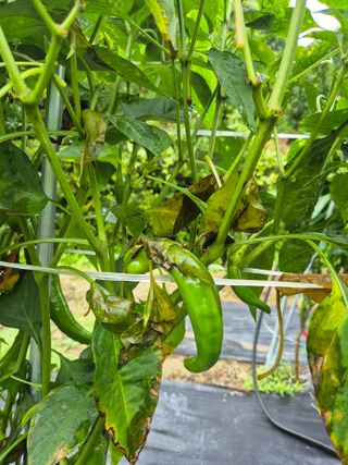 도리님의 고추 · 병해충상담 작성글 사진