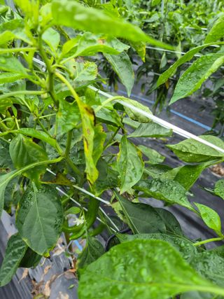 도리님의 고추 · 병해충상담 작성글 사진